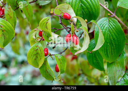 Blühende Hartriegel, Amerikanische Buchsbaum (Cornus Florida), Zweig mit Früchten Stockfoto