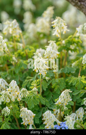 Weiß corydalis (Pseudofumaria alba, Corydalis ochroleuca), blühende, Deutschland, Sachsen Stockfoto