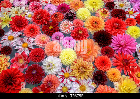 Georgina (Dahlia spec.), bunte Georgina Blumen auf einem Schreibtisch Stockfoto