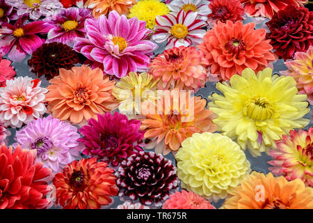 Georgina (Dahlia spec.), bunte Georgina Blumen auf einem Schreibtisch Stockfoto