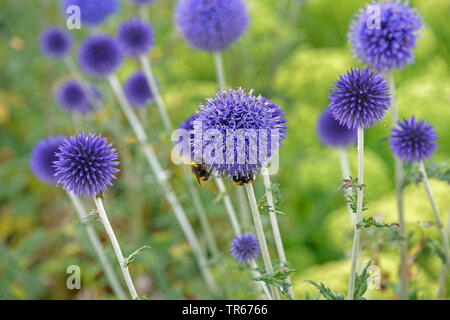 Southern (Echinops ritro globethistle 'Veitch Echinops ritro Blau', die veitch Blau), blühende mit Hummeln, die Sorte Veitch Blau Stockfoto