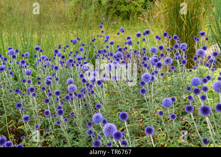 Southern (Echinops ritro globethistle 'Veitch Echinops ritro Blau', die veitch Blau), blühen, die Sorte Veitch Blau Stockfoto