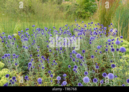 Southern (Echinops ritro globethistle 'Veitch Echinops ritro Blau', die veitch Blau), blühen, die Sorte Veitch Blau Stockfoto