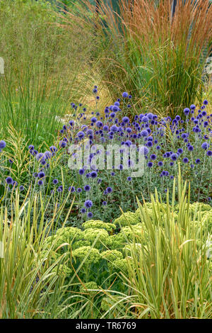 Southern (Echinops ritro globethistle 'Veitch Echinops ritro Blau', die veitch Blau), blühen, die Sorte Veitch Blau Stockfoto