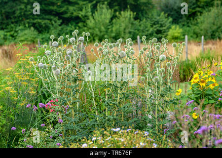 Große globethistle, große Kugel - Thistle, riesige Kugel Thistle (Echinops sphaerocephalus), blühen in ein Blumenbeet, Österreich Stockfoto