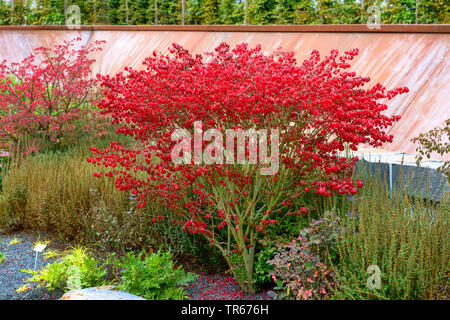 Winged brennenden Busch, Wahoo, winged Euonymus, geflügelte Spindel-Baum (Euonymus alatus 'Compactus', Euonymus alatus Compactus, Euonymus Alata, Euonymus alatus), Sorte Compactus im Herbst, Deutschland, Hessen Stockfoto