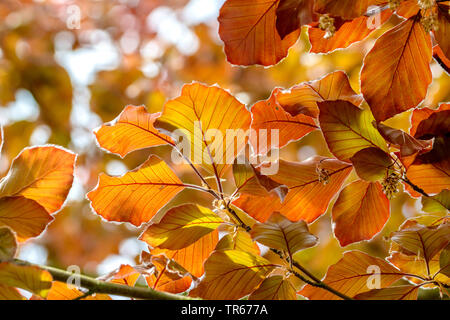 Rotbuche (Fagus sylvatica var. purpurea, Fagus sylvatica 'Atropunicea', Fagus sylvatica Atropunicea), Blatt Triebe im Frühjahr, Sorte Atropunicea, Deutschland Stockfoto