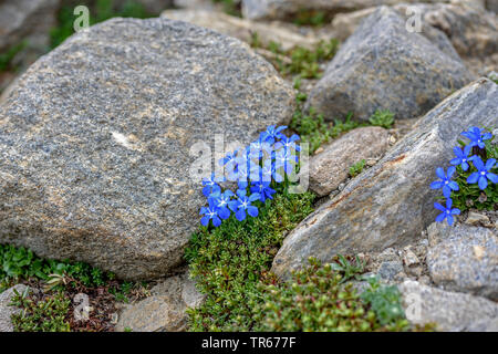 Bayerische Enzian (Gentiana Bavarica), blühen unter den Felsen, Österreich, Nationalpark Hohe Tauern Stockfoto