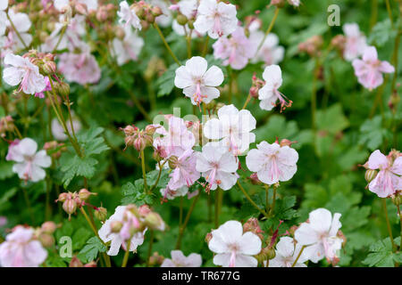 Geranie (Geranium x cantabrigiense 'Biokovo', Geranium x cantabrigiense), Sorte Biokovo Biokovo Stockfoto