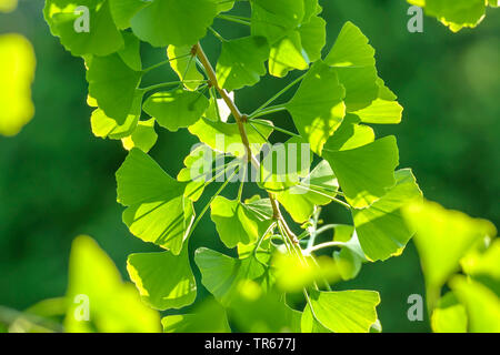 Maidenhair tree, Ginkgobaum, Gingko Baum, Ginko (Ginkgo biloba) ginkgo Blätter am Zweig im Gegenlicht, Deutschland, Niedersachsen Stockfoto