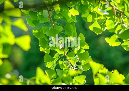 Maidenhair tree, Ginkgobaum, Gingko Baum, Ginko (Ginkgo biloba) ginkgo Blätter am Zweig in der Hintergrundbeleuchtung Stockfoto