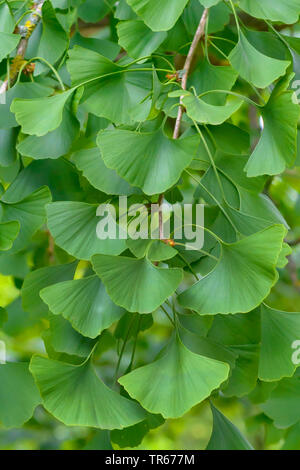 Maidenhair tree, Ginkgobaum, Gingko Baum, Ginko (Ginkgo biloba) ginkgo Blätter am Zweig Stockfoto