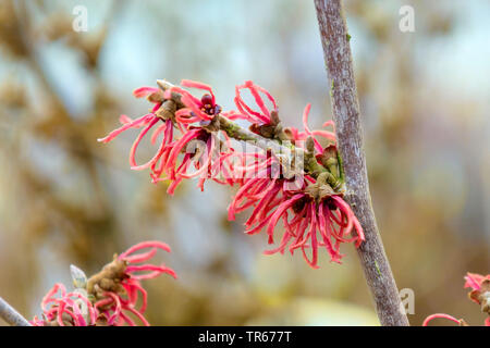 Zaubernuss (Hamamelis x intermedia 'Ruby Glow', Hamamelis x intermedia Ruby Glow, Hamamelis intermedia,), Blumen der Sorte Hamamelis ├ ù intermedia 'Ruby Glow', Deutschland, Sachsen Stockfoto