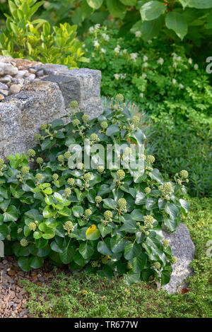 Efeu (Hedera hibernica' Arbori Compact", Hedera hibernica Arbori Kompakt), Sorte Arbori Kompakt, Deutschland, Sachsen Stockfoto