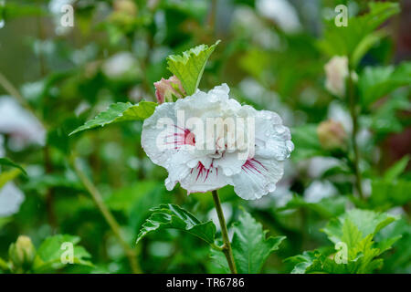 Strauchigen Althaea, Rose - von - Sharon (Hibiscus syriacus 'China Chiffon' Hibiscus syriacus China Chiffon, Hibiskus 'China Chiffon', Hibiskus China Chiffon), Blume des cultivar China Chiffon Stockfoto