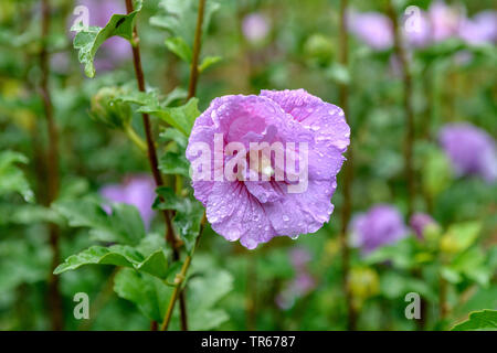 Strauchigen Althaea, Rose - von - Sharon (Hibiscus syriacus 'Lavender Chiffon' Hibiscus syriacus Lavender Chiffon, Hibiscus 'Lavender Chiffon' Hibiscus Lavender Chiffon), Blume des cultivar Lavender Chiffon Stockfoto