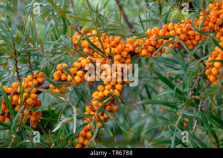 Gemeinsame seabuckthorn, Sanddorn (Hippophae rhamnoides 'Orange Energy", Hippophae rhamnoides Orange Energy), Zweig mit Beeren der Sorte Orange Energie, Deutschland, Wien Stockfoto