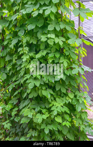 Gemeinsame Hopfen (Humulus lupulus), an einem Gitter, Deutschland Stockfoto