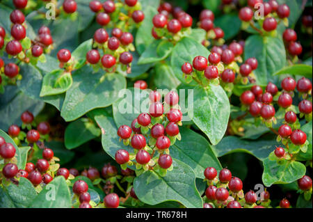 St Johns - Johanniskraut (Hypericum 'Wunder Wunder', Hypericum Wunder Wunder), Fruchtkörper, Sorte Wunder bestaunen, Niederlande, Overijssel Stockfoto