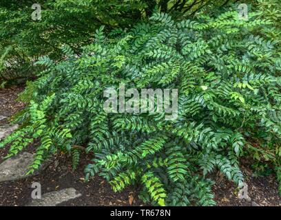 Japanische Mahonia (Mahonia japonica), Gewohnheit, Deutschland, Nordrhein-Westfalen Stockfoto