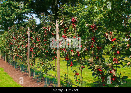 Apfelbaum (Malus Domestica), Spalier Obstbäume, Deutschland Stockfoto