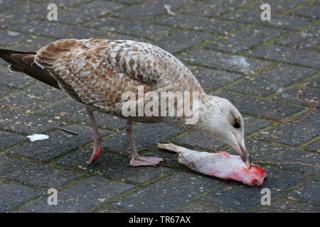 Silbermöwe (Larus argentatus), squeeker Fütterung auf tote Fische, Deutschland Stockfoto