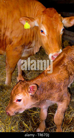 Limousin-rinder, inländische Rinder (Bos primigenius f. Taurus), Kuh mit Kalb in einer stabilen, Deutschland Stockfoto
