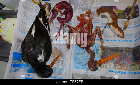 Paläarktis Austernfischer (Haematopus ostralegus), Austernfischer und mindestens Weasel sind für Tierpräparation vorbereitet Stockfoto