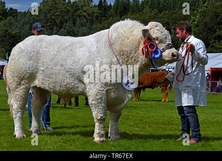 Inländische Rinder (Bos primigenius f. Taurus), prächtige Stier, prämierten Rinder, Vereinigtes Königreich, Schottland, Cairngorms National Park Stockfoto