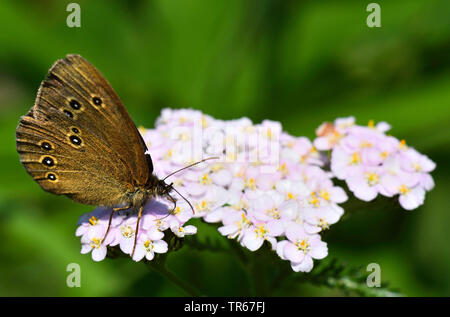 Ringelwürmer (Aphantopus hyperantus), Weibliche sitzen auf Schafgarbe, Seitenansicht, Vereinigtes Königreich, Schottland, Cairngorms National Park Stockfoto