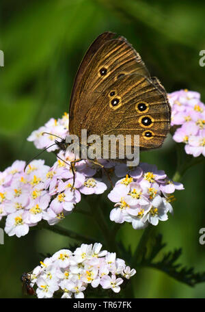 Ringelwürmer (Aphantopus hyperantus), Weibliche sitzen auf Schafgarbe, Seitenansicht, Vereinigtes Königreich, Schottland, Cairngorms National Park Stockfoto