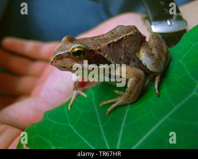 Grasfrosch, grasfrosch (Rana temporaria), auf einer Hand, Deutschland Stockfoto