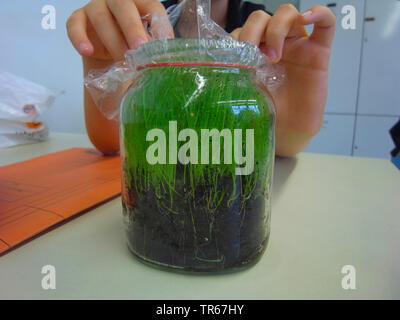 Experiment in der Schule: Pflanze wächst in ein Glas mit Folie, Deutschland Stockfoto