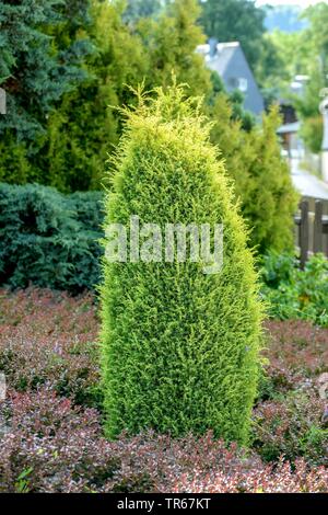 Gemeinsame Juniper, Boden Wacholderbeeren (Juniperus communis 'Gold Kegel', Juniperus communis Gold Kegel), Sorte Gold Kegel, Deutschland Stockfoto