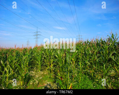Indische Mais, Mais (Zea mays), Feld Mais unter einer Übertragungsleitung, Deutschland Stockfoto