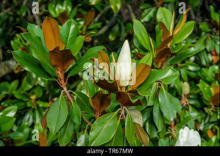Southern Magnolia, Bull Ray, immergrüne Magnolia (Magnolia grandiflora), Zweig mit der Knospe, Spanien, Katalonien (Catalunya) Stockfoto