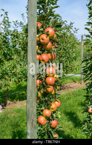 Apfelbaum (Malus Domestica" Jucunda', Malus Domestica Jucunda), Früchte der Sorte Jucunda Stockfoto