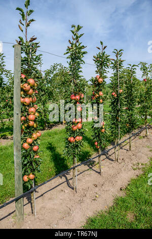 Apfelbaum (Malus Domestica" Jucunda', Malus Domestica Jucunda), Früchte der Sorte Jucunda Stockfoto