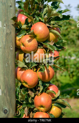 Apfelbaum (Malus Domestica" Jucunda', Malus Domestica Jucunda), Früchte der Sorte Jucunda Stockfoto