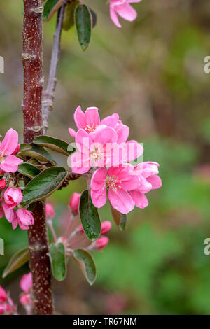 Apfelbaum (Malus Domestica 'Maypole', Malus Domestica Maibaum), Blumen der Sorte Maibaum, Deutschland Stockfoto