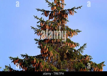 Die Fichte (Picea abies), Krone mit ausgereiften Kegel, Deutschland, Mecklenburg-Vorpommern Stockfoto