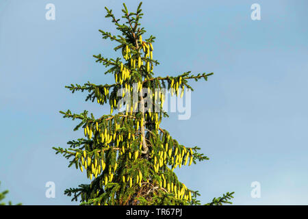 Die Fichte (Picea abies), Krone mit unreifen Zapfen, Deutschland, Mecklenburg-Vorpommern Stockfoto