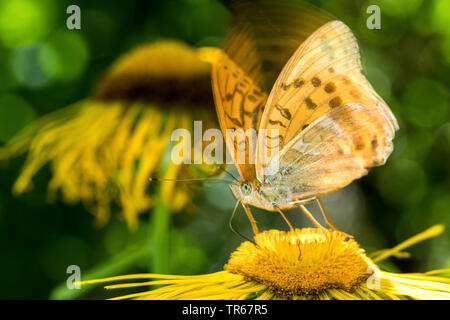 Silber - gewaschen fritillary (Ceriagrion tenellum), auf einem oxeye, Seitenansicht, Deutschland, Mecklenburg-Vorpommern Stockfoto