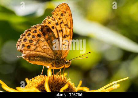 Silber - gewaschen fritillary (Ceriagrion tenellum), auf einem oxeye, Seitenansicht, Deutschland, Mecklenburg-Vorpommern Stockfoto