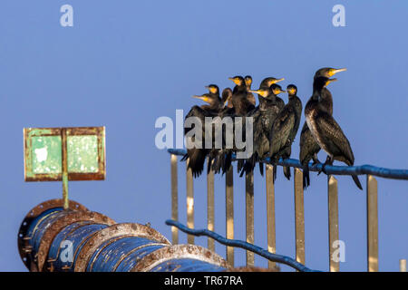 Kormoran (Phalacrocorax carbo), Kormorane Sitzen auf dem Geländer einer Brücke, Deutschland, Mecklenburg-Vorpommern Stockfoto