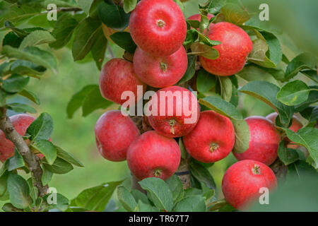 Apfelbaum (Malus Domestica 'Campanilo Primo', Malus Domestica Campanilo Primo), Apple auf einem Baum, Campanilo Primo Stockfoto