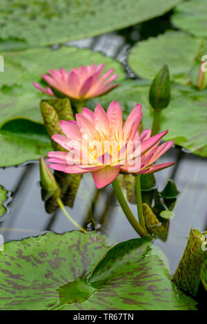 Seerose (Nymphaea Lily, Teich' Albert Greenberg', Nymphaea Albert Greenberg), blühende Albert Greenberg Stockfoto