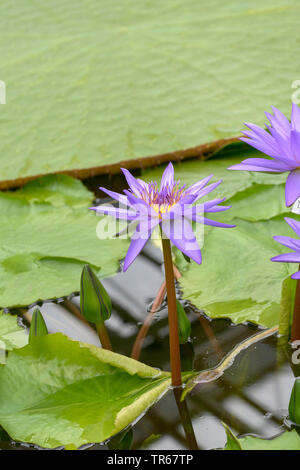 Seerose (Nymphaea Lily, Teich "Direktor George T Moore', Nymphaea Direktor George T Moore), blühende Direktor George T Moore Stockfoto