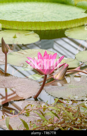 Seerose (Nymphaea Lily, Teich' Hofgaertner Martin', Nymphaea Hofgaertner Martin), blühende Hofgaertner Martin Stockfoto