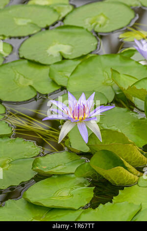 Tropischen Seerose (Nymphaea, Blau Pigmy colorata), blühende Stockfoto